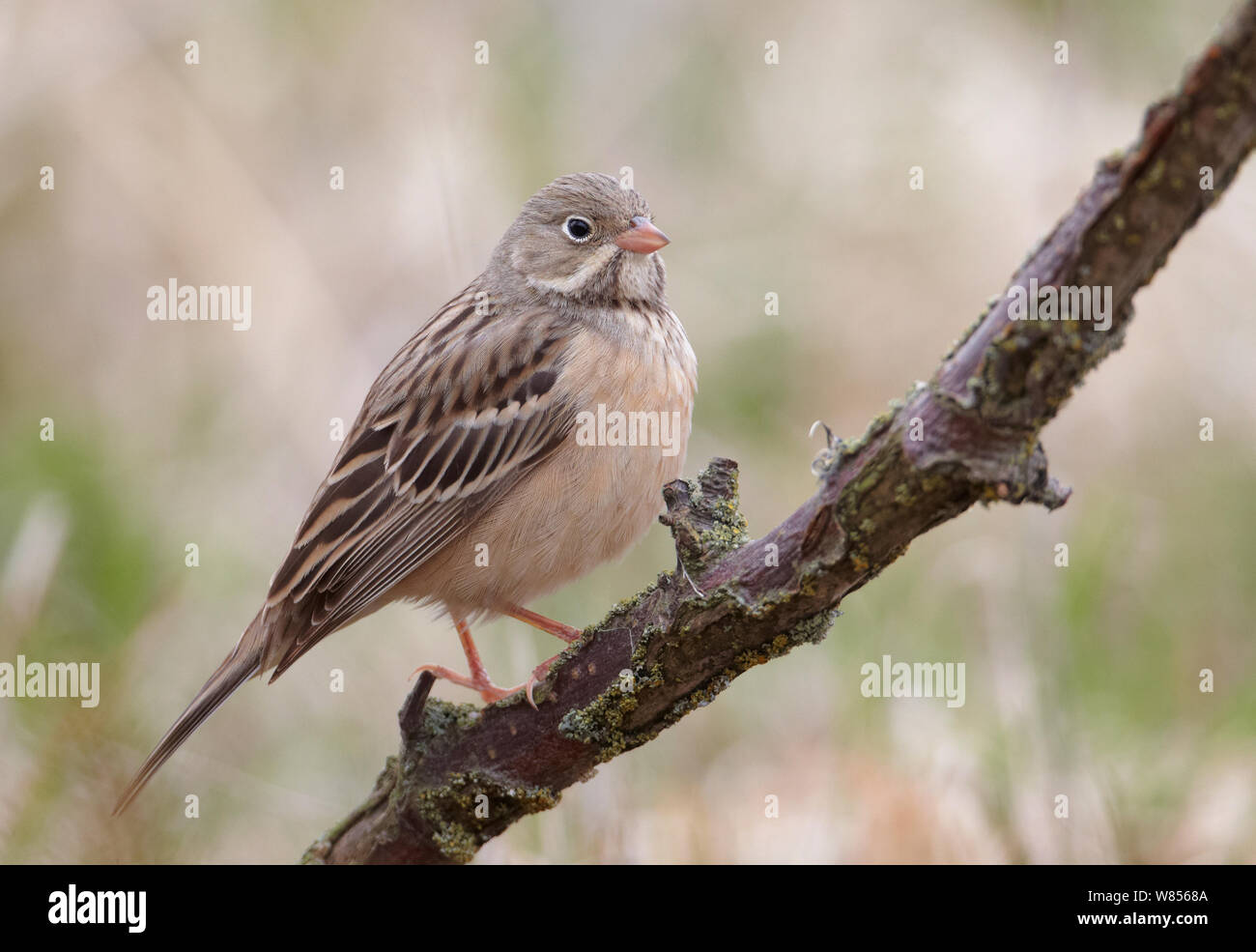 Ortolan Bunting (Emberiza hortulana) Uto Finland May Stock Photo