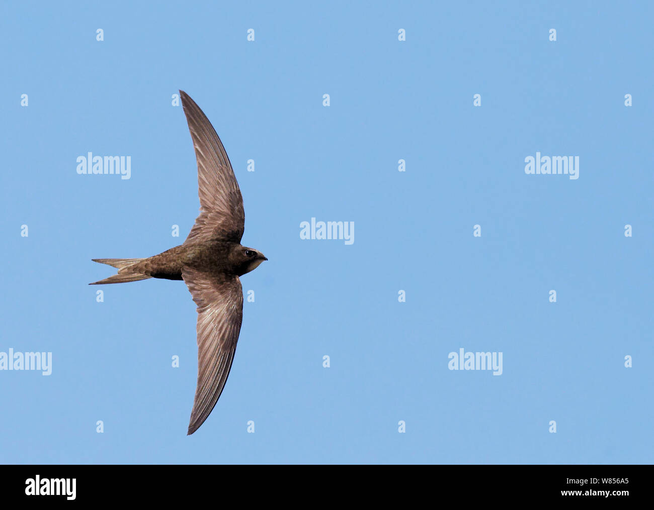 Common Swift (Apus apus) in flight, Helsinki Finland July Stock Photo ...