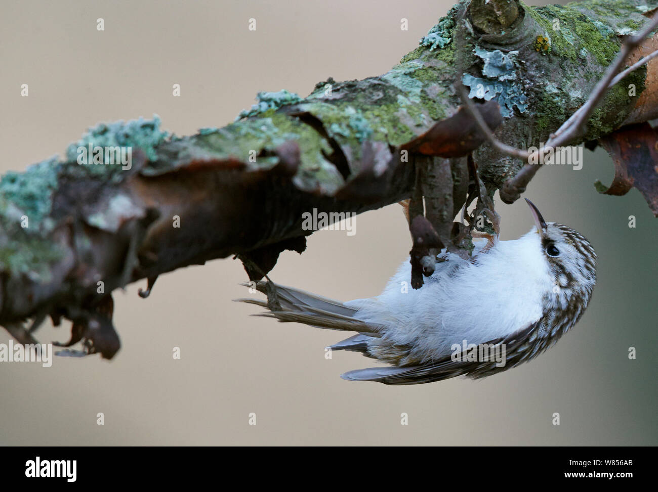 Common Treecreeper (Certhia familiaris) searching for insect prey under bark on branch, Uto Finland November Stock Photo