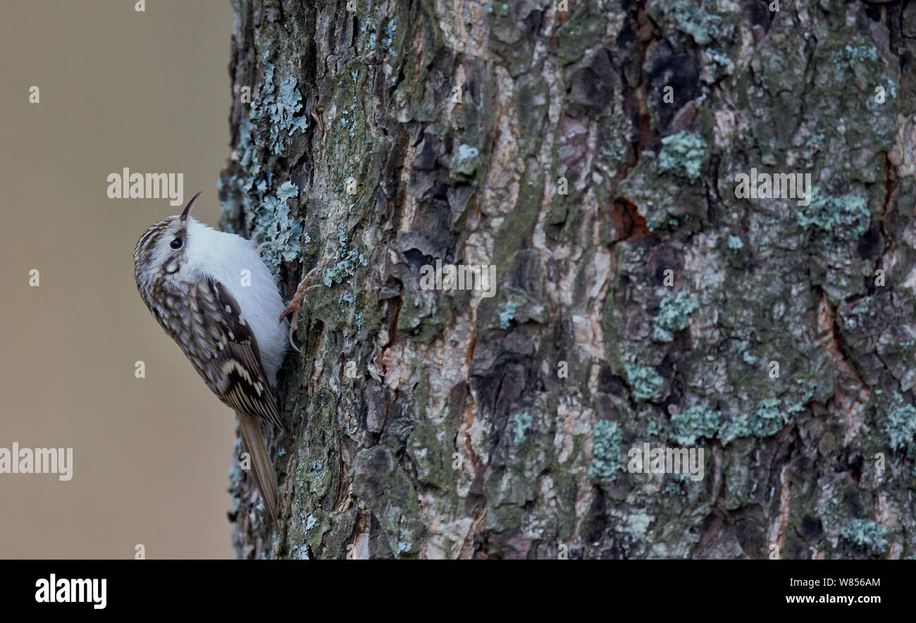 Common Treecreeper (Certhia familiaris) searching for insect prey under tree bark, Uto Finland November Stock Photo