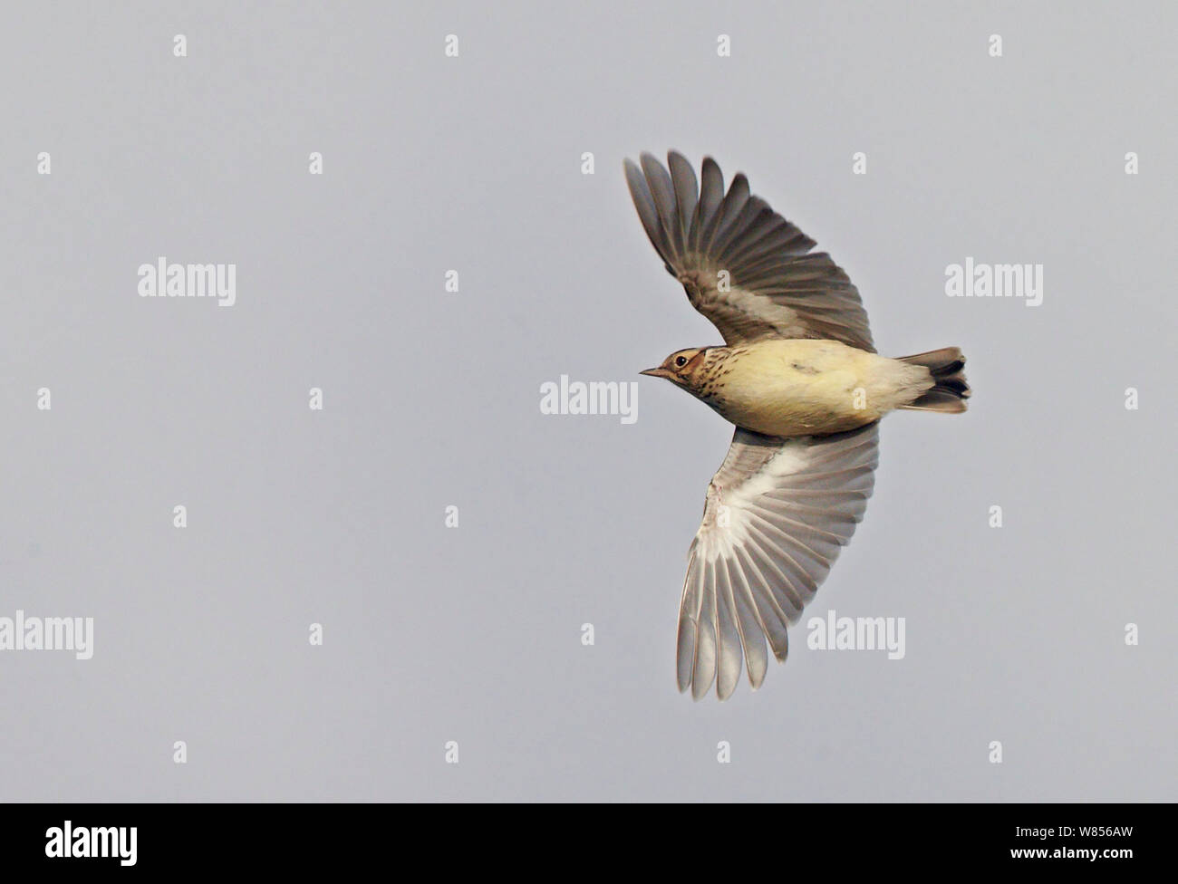 Wood Lark (Lullula arborea) in flight overhead, Hanko Finland October Stock Photo