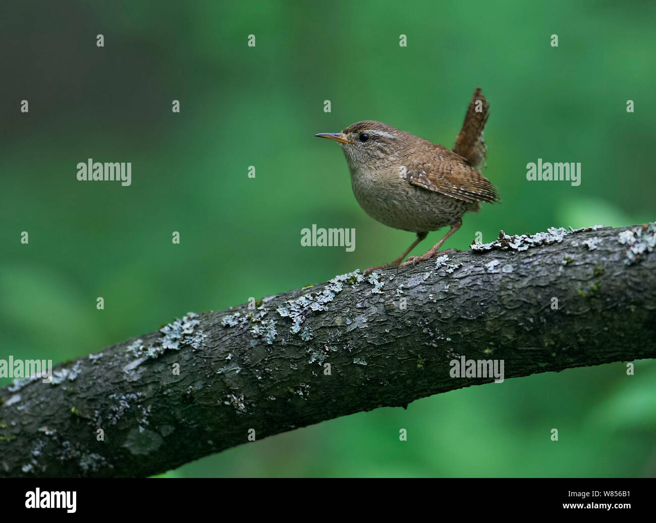 Wren (Troglodytes troglodytes) profile portrait, Helsinki Finland June Stock Photo
