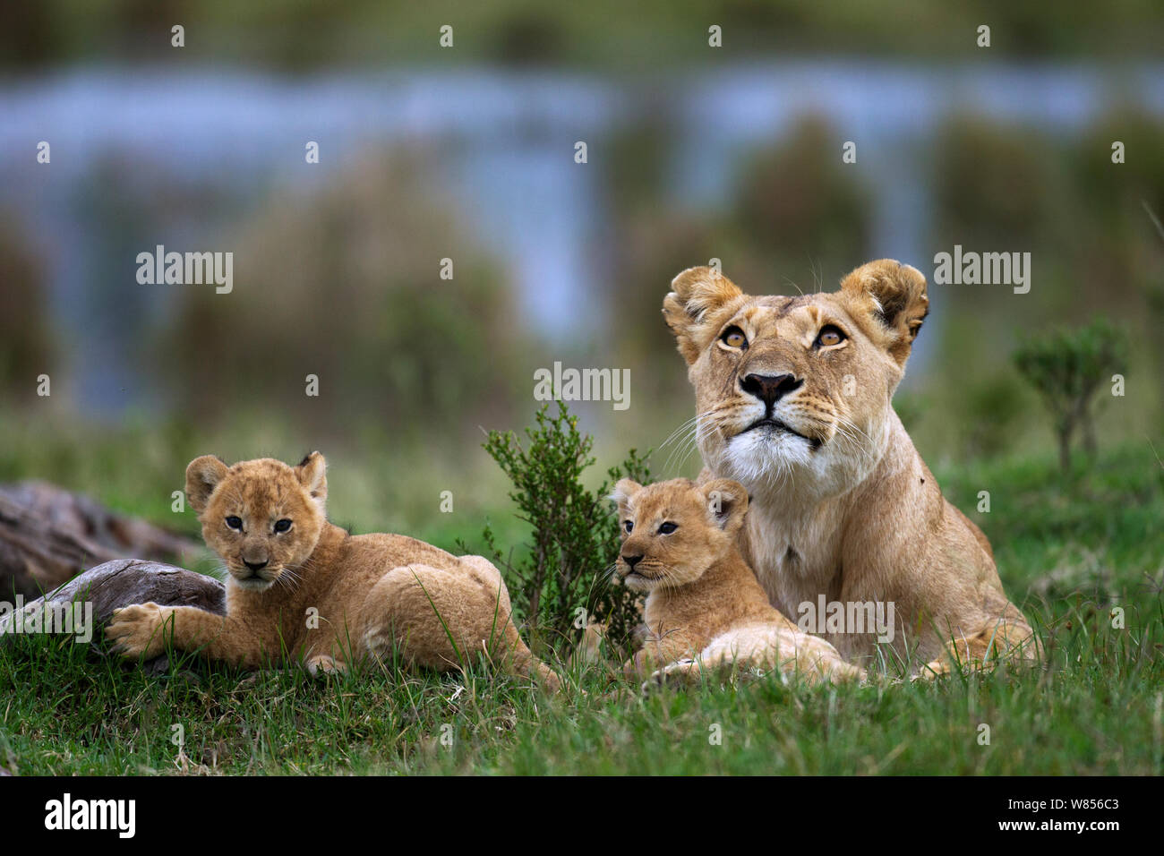 African lion (Panthera leo) lioness resting with her two playful cubs ...