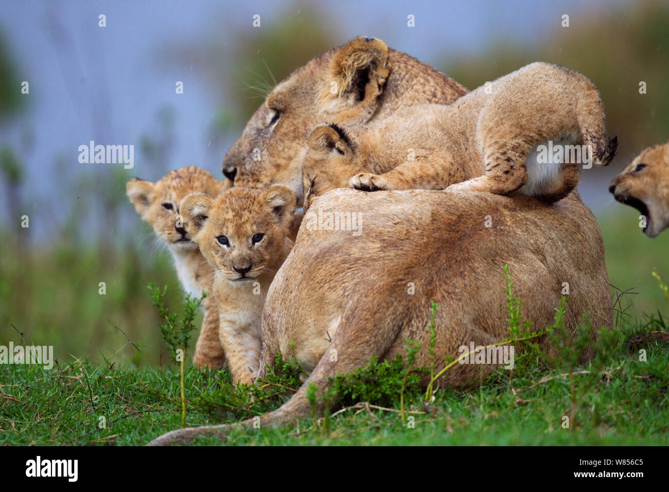 African lion (Panthera leo) lioness resting with her four playful cubs ...