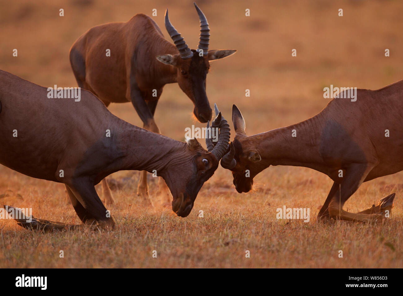 Topi (Damaliscus lunatus jimela) two males sparring, with another