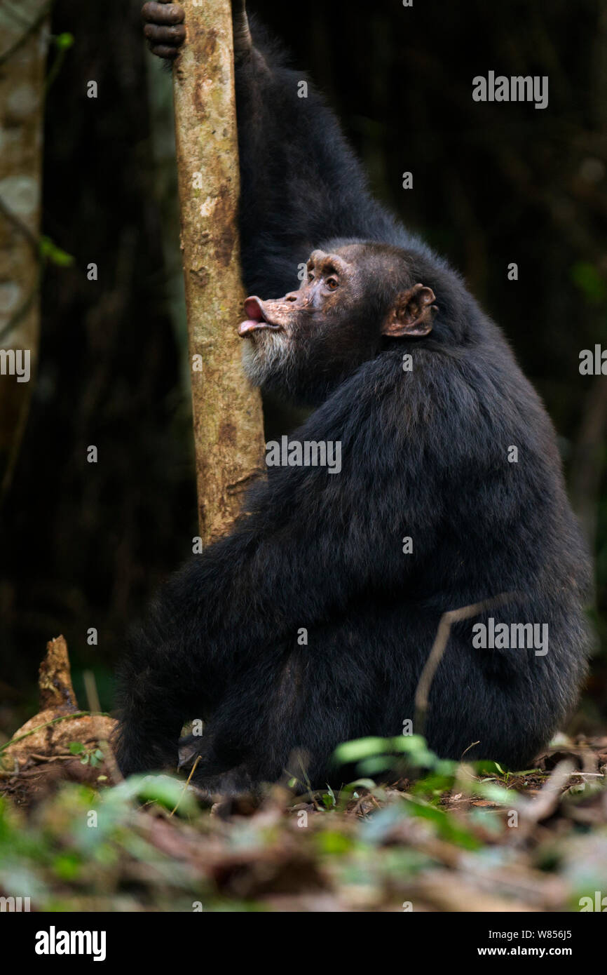 Pant hoot hires stock photography and images Alamy