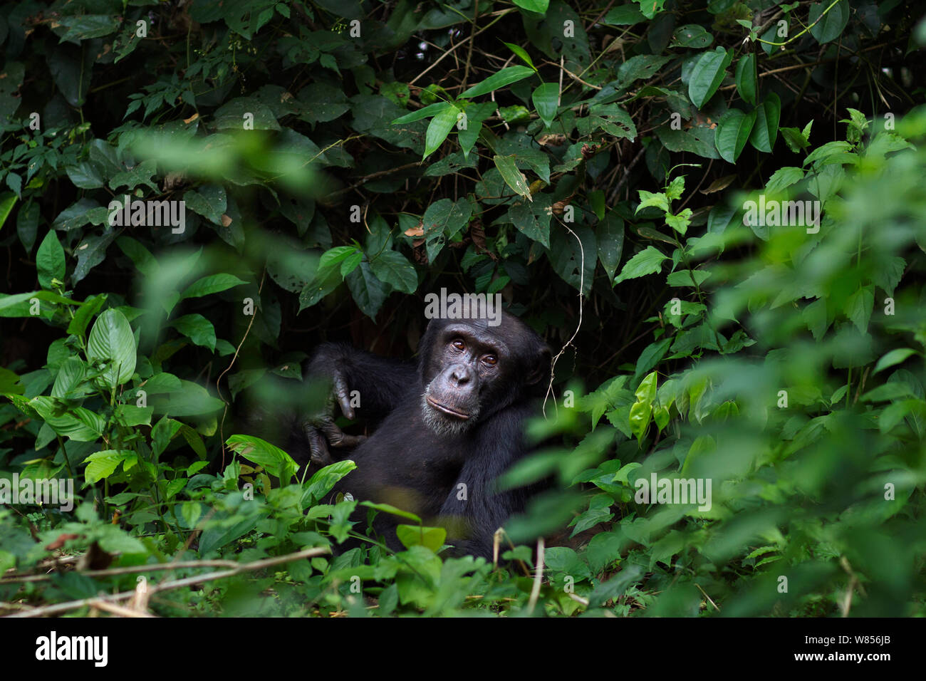 Western chimpanzee (Pan troglodytes verus)   young male 'Peley' aged 12 years sitting amongst vegetation, Bossou Forest, Mont Nimba, Guinea. December 2010. Stock Photo