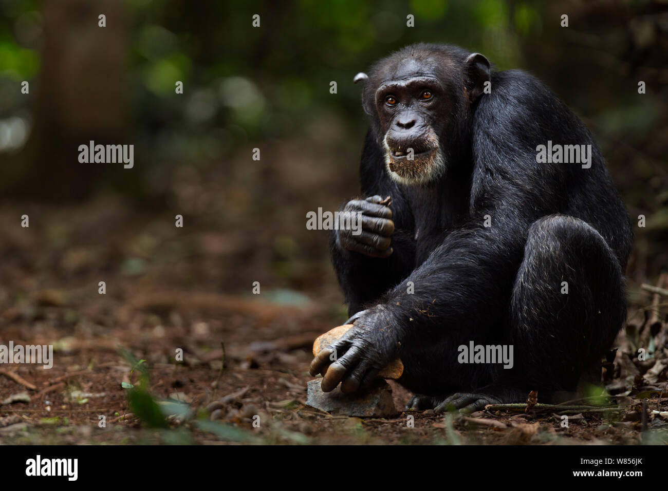 Western chimpanzee (Pan troglodytes verus) female 'Jire' aged 52 years ...