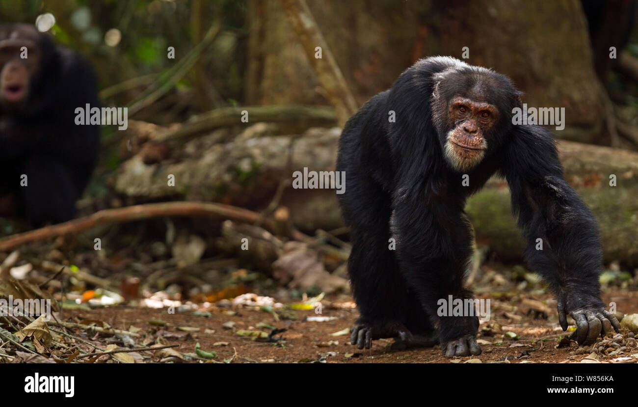 Western chimpanzee (Pan troglodytes verus)   alpha male 'Foaf' aged 30 years walking into a clearing with young male 'Jeje' aged 13 years sitting behind, Bossou Forest, Mont Nimba, Guinea. January 2011. Stock Photo