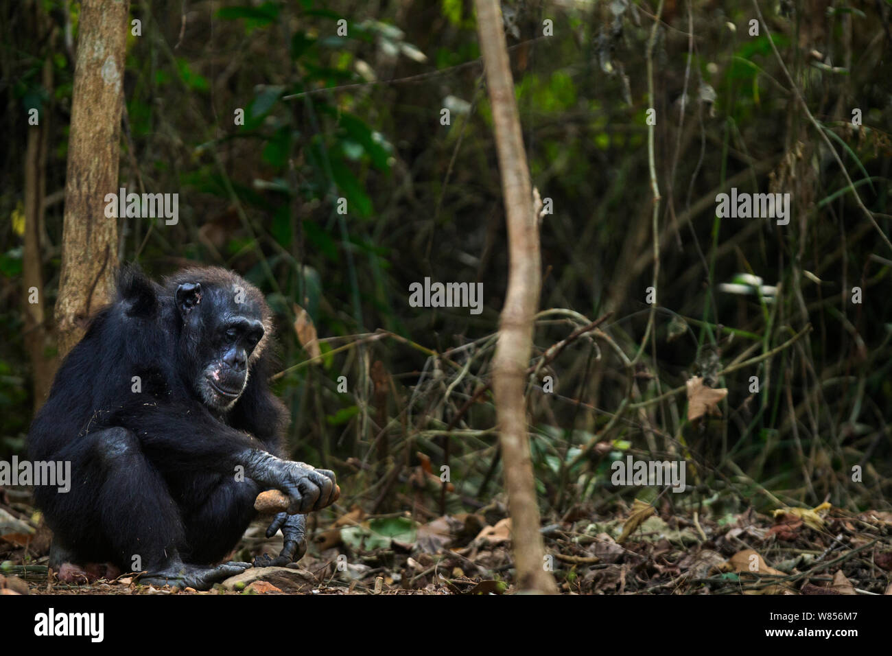 Western chimpanzee (Pan troglodytes verus)   female 'Velu' aged 51 years using two rocks as tools to crack open palm oil nuts, Bossou Forest, Mont Nimba, Guinea. January 2011. Stock Photo