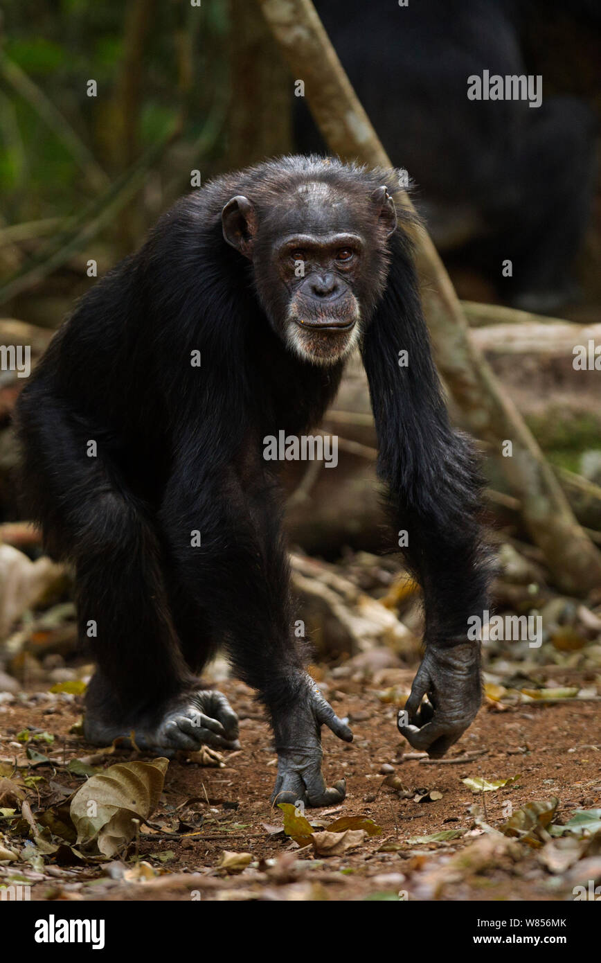 Bossou chimp fana hi-res stock photography and images - Alamy