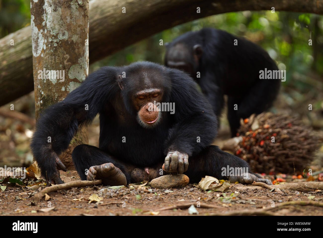 Western chimpanzee (Pan troglodytes verus)   young male 'Jeje' aged 13 years using rocks as tools to crack open palm oil nuts, Bossou Forest, Mont Nimba, Guinea. January 2011. Stock Photo