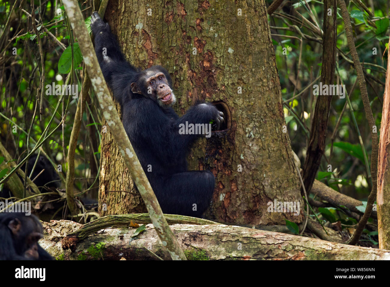 Western chimpanzee (Pan troglodytes verus)   male 'Tua' aged 53 years using chewed leaves as a sponge tool to drink water from a hole in a tree, Bossou Forest, Mont Nimba, Guinea. December 2010. Stock Photo