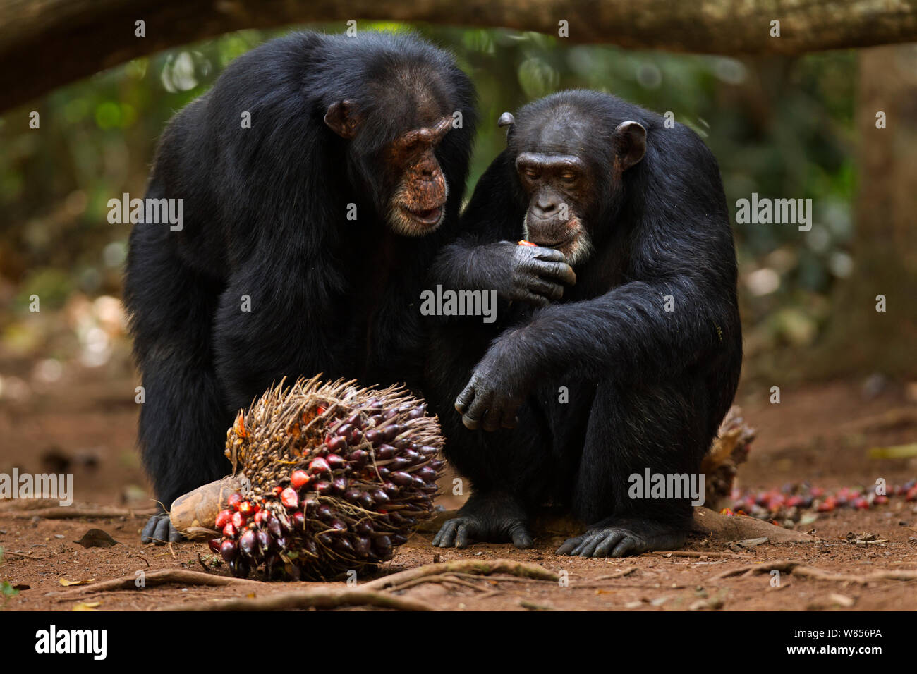 Western chimpanzee (Pan troglodytes verus)   alpha male 'Foaf' aged 30 years looking curiously at female 'Jire' aged 52 years as she feeds on palm oil fruits, Bossou Forest, Mont Nimba, Guinea. January 2011. Stock Photo