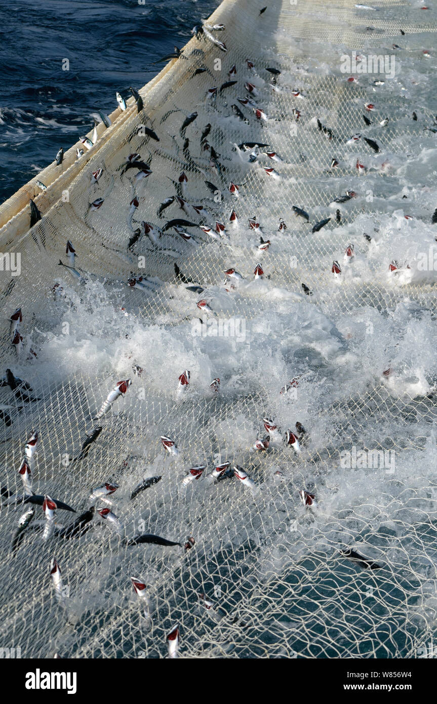 Atlantic mackerel (Scomber scombrus) in the net of Shetland pelagic trawler 'Charisma', Shetland Isles, Scotland, UK, October 2012. Stock Photo