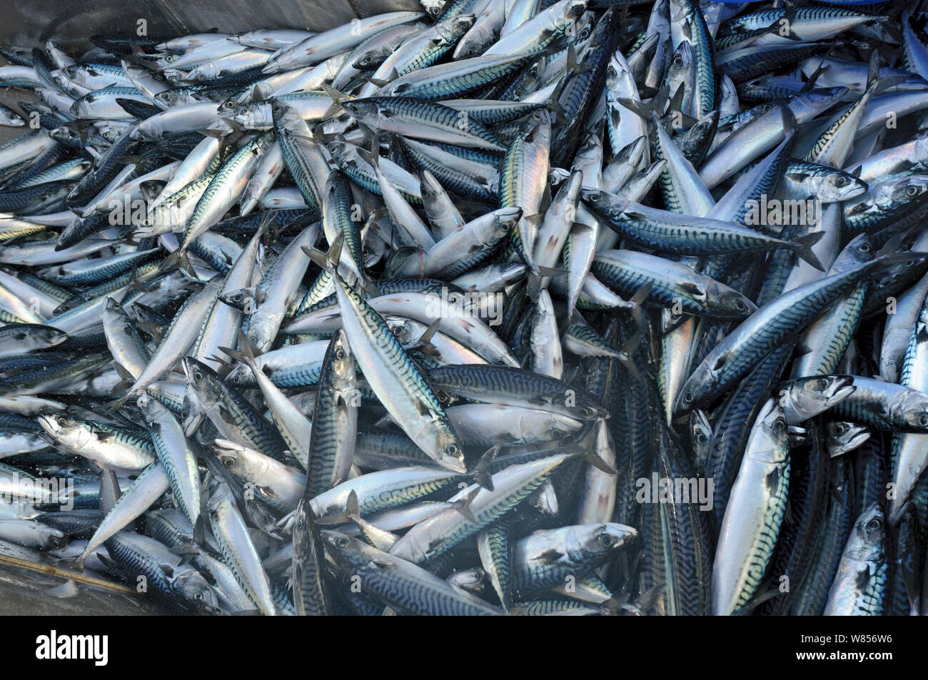 Atlantic mackerel hires stock photography and images Alamy