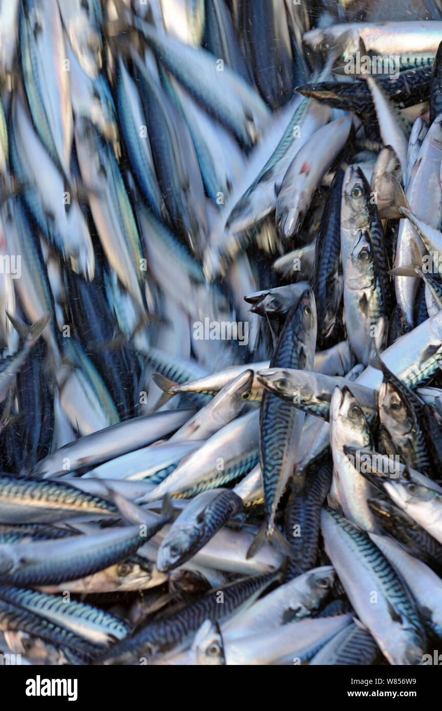 Catch of Atlantic mackerel in fish separator on board Shetland pelagic