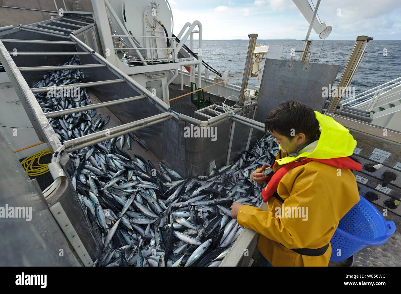 Atlantic mackerel in fish separator on board Shetland pelagic trawler
