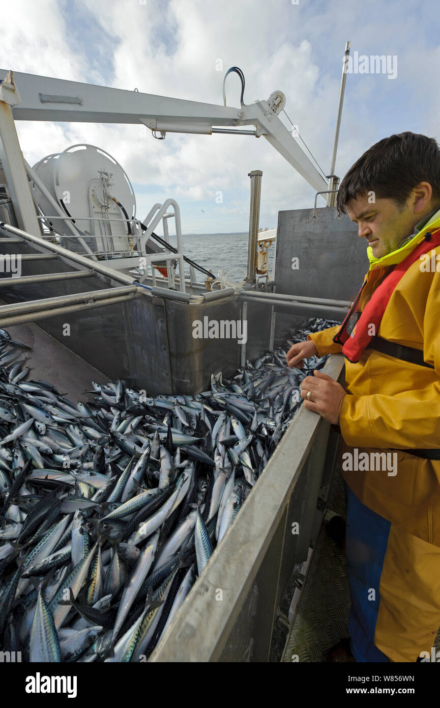 Atlantic mackerel in fish separator on board Shetland pelagic trawler