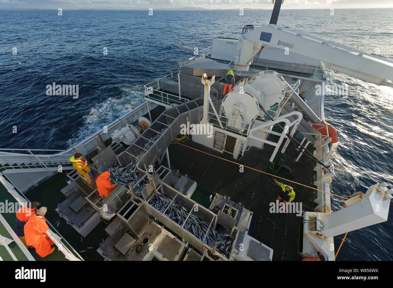 Atlantic mackerel in fish separator on board Shetland pelagic trawler