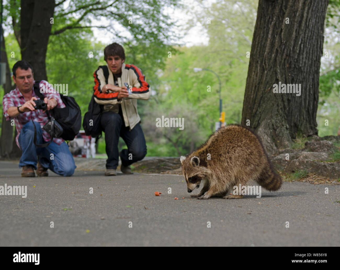 North American Racoon (Procyon lotor) with men trying to take photographs of it eating, Central Park New York City, USA, May Stock Photo