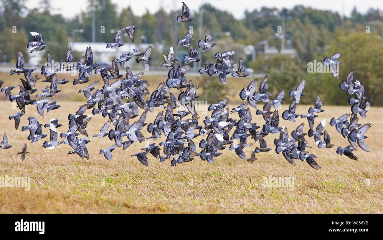 Columba livia feral flock hi-res stock photography and images - Alamy