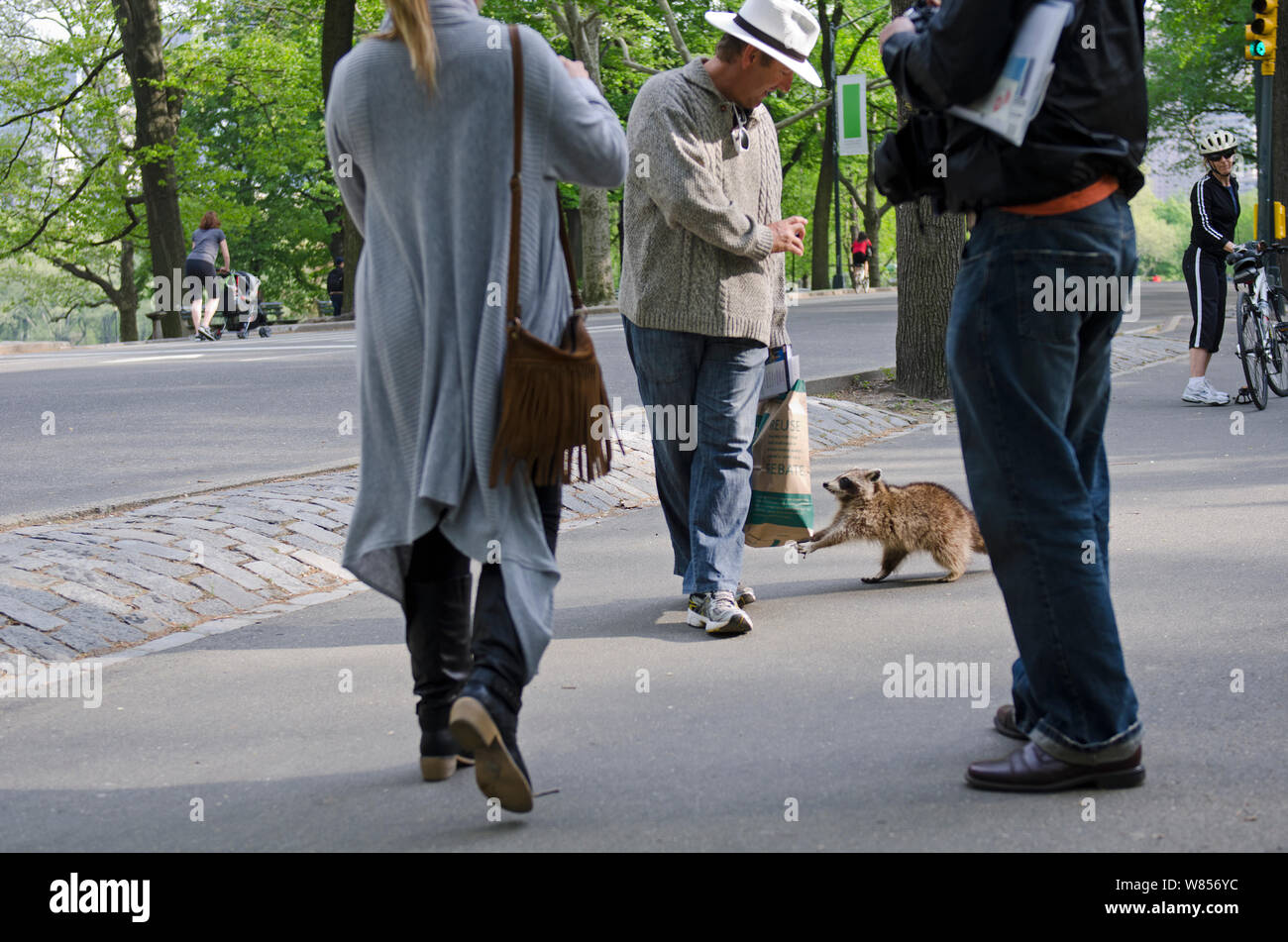 Curious North American racoon (Procyon lotor) coming right up to man in  Central Park, New York City,  USA May Stock Photo