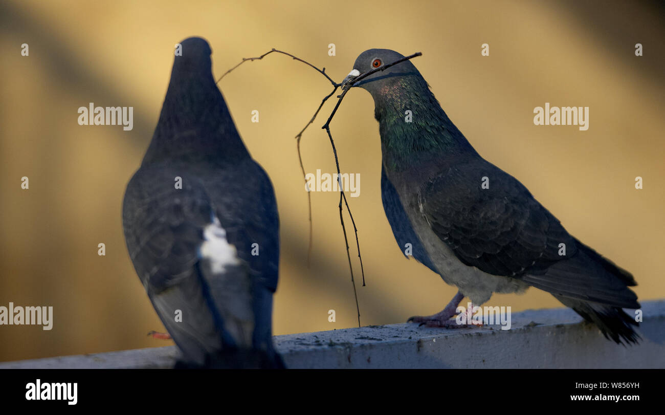 feral-pigeons-columba-livia-one-with-nesting-material-in-beak