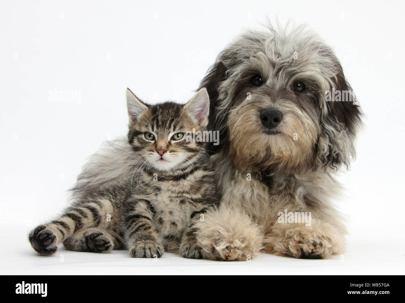 Tabby kitten, Fosset, 8 weeks old, with fluffy black-and-grey Daxie-doodle pup, Pebbles. Stock Photo