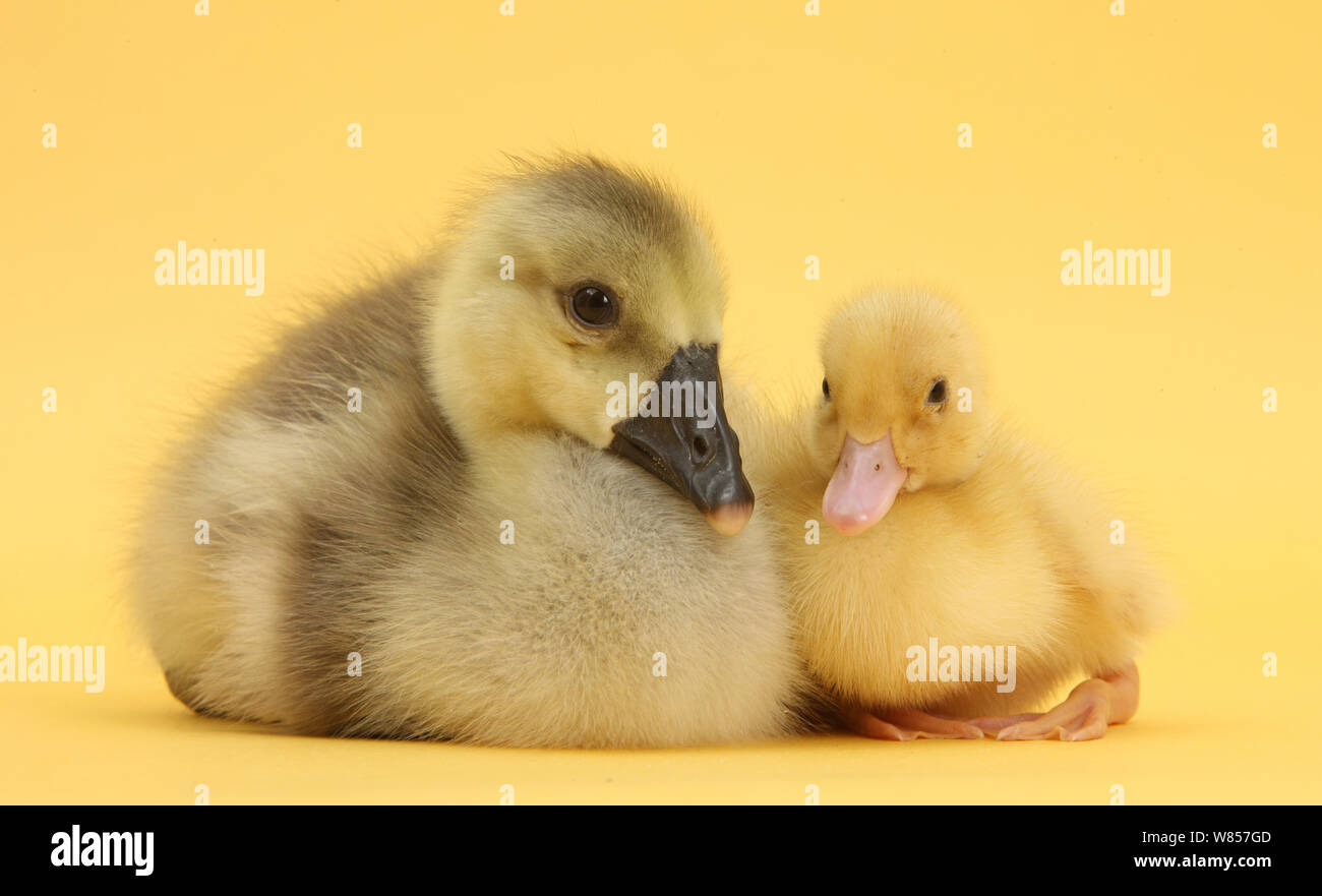Yellow gosling and duckling on yellow background. Stock Photo
