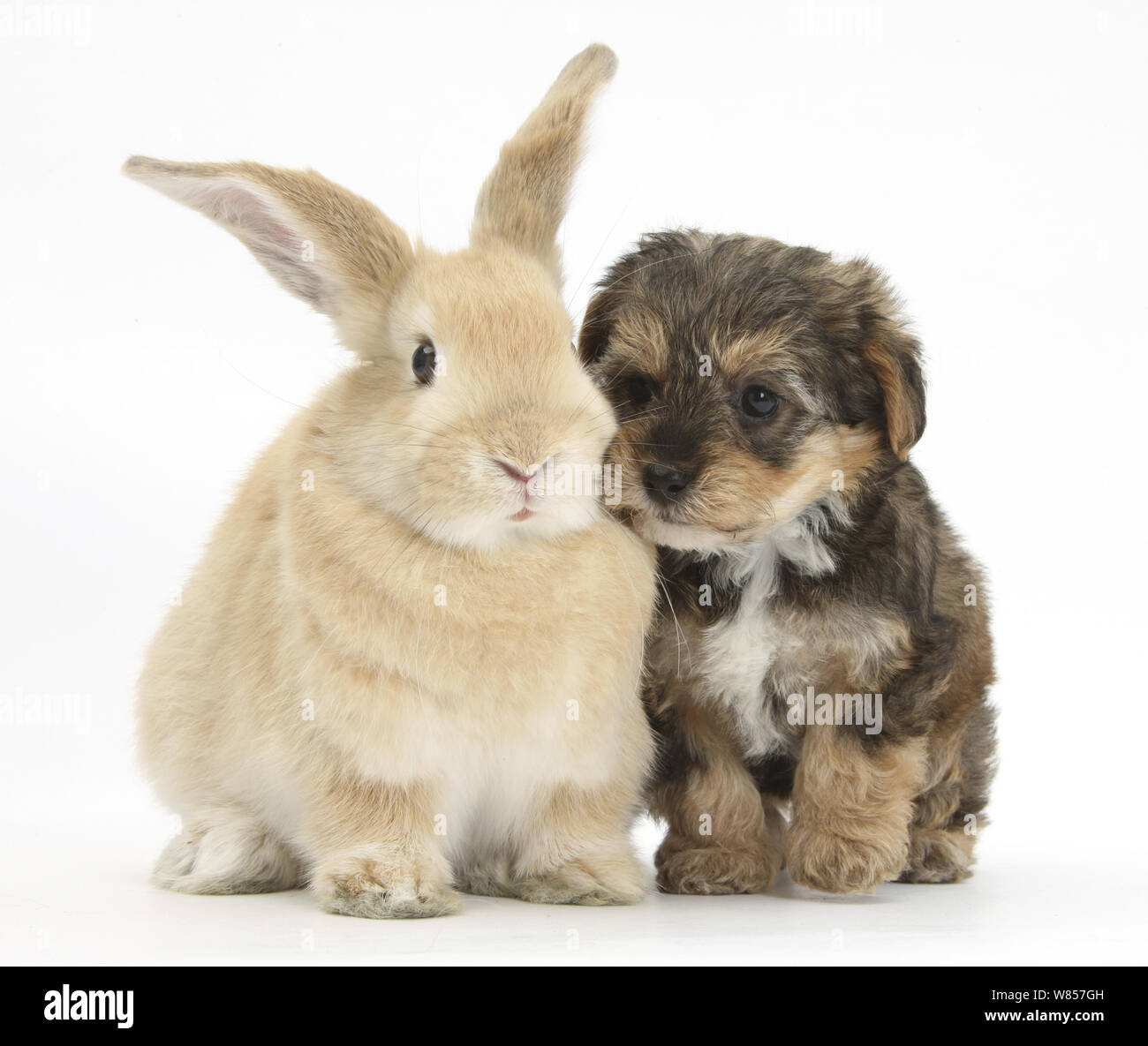 Yorkipoo pup, 6 weeks old, with sandy rabbit. Stock Photo