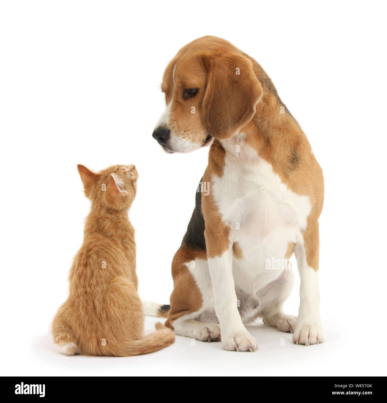 Are Beagle Dogs Good With Cats