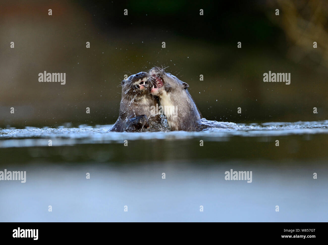 European Otter (Lutra lutra) young adults around 1 year old play fighting in water. River Thet, Thetford, Norfolk, UK, March. Stock Photo