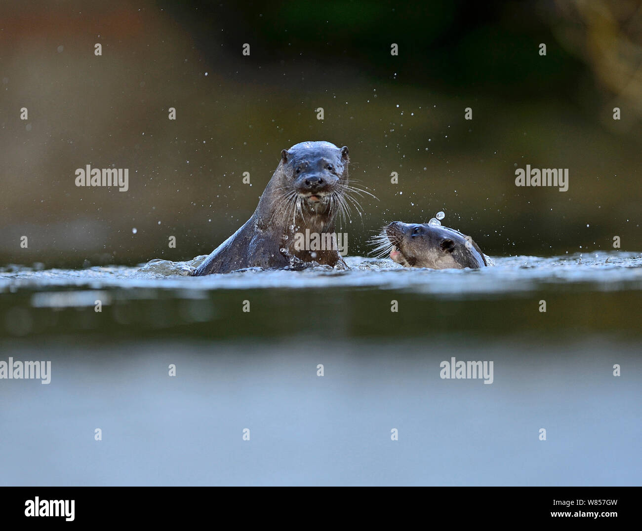 European Otter (Lutra lutra) young adults around 1 year old play fighting in water. River Thet, Thetford, Norfolk, UK, March. Stock Photo