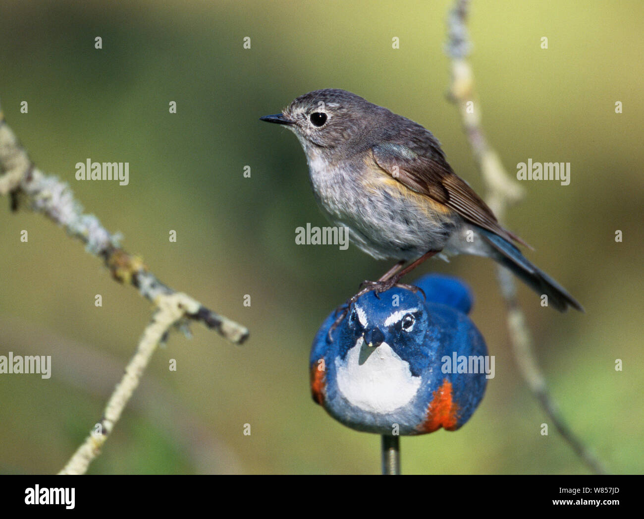 Red-flanked bluetail (Tarsiger cyanurus) - JungleDragon