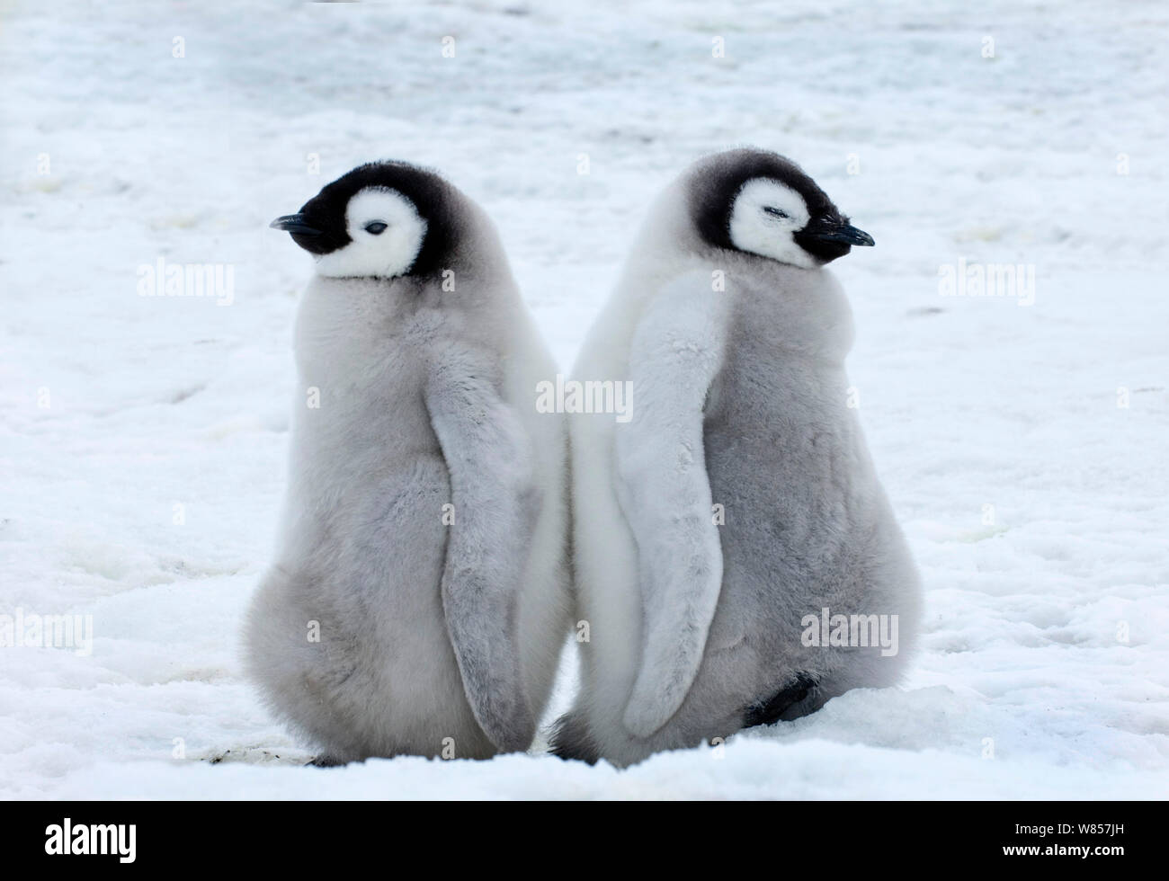 Emperor Penguins (Aptenodytes forsteri) chicks Snow Hill Island, Antarctica, November Stock Photo