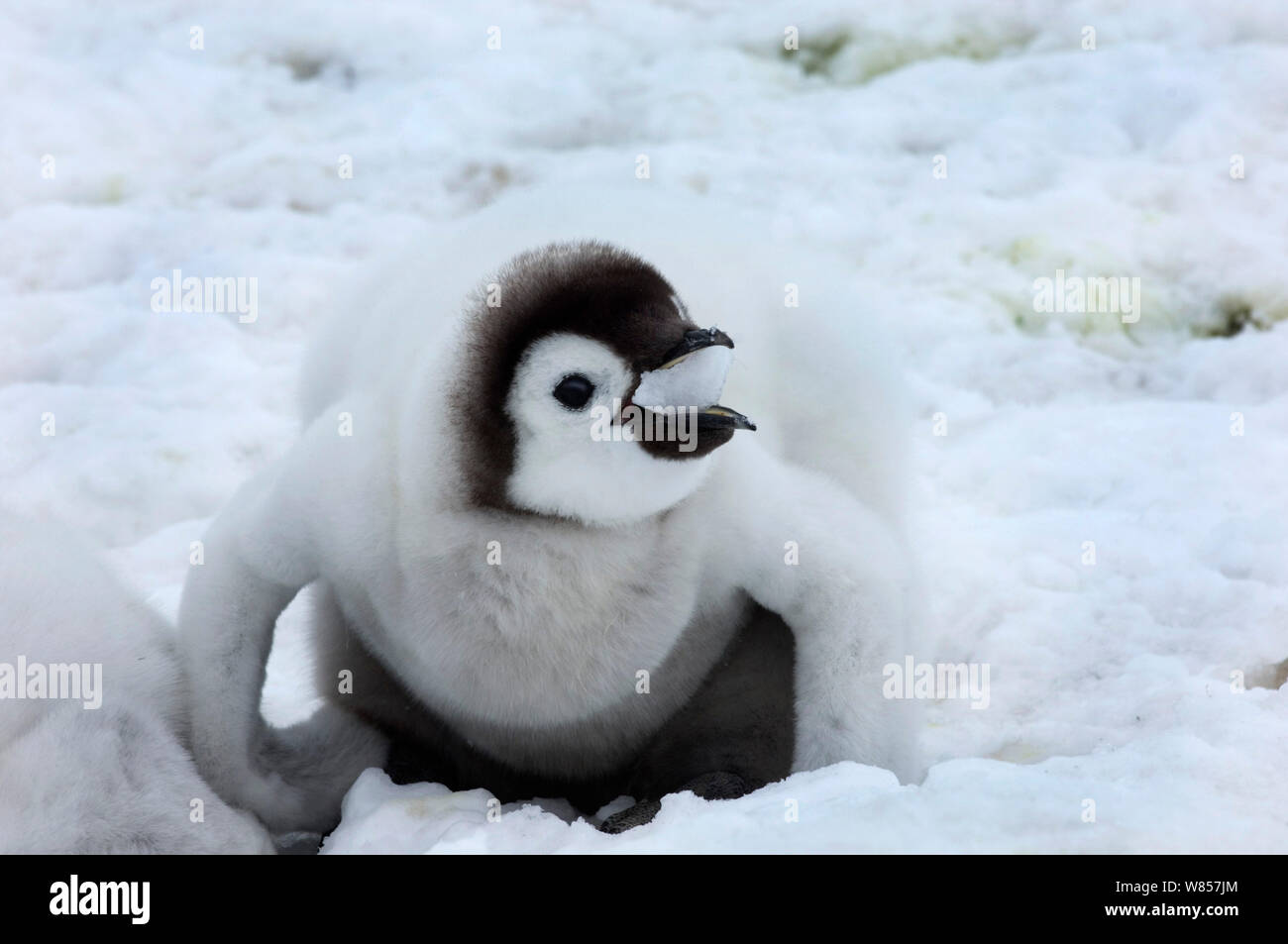 Emperor Penguin (Aptenodytes forsteri) chick eating snow, Snow Hill Island Weddell Sea Antarctica November Stock Photo