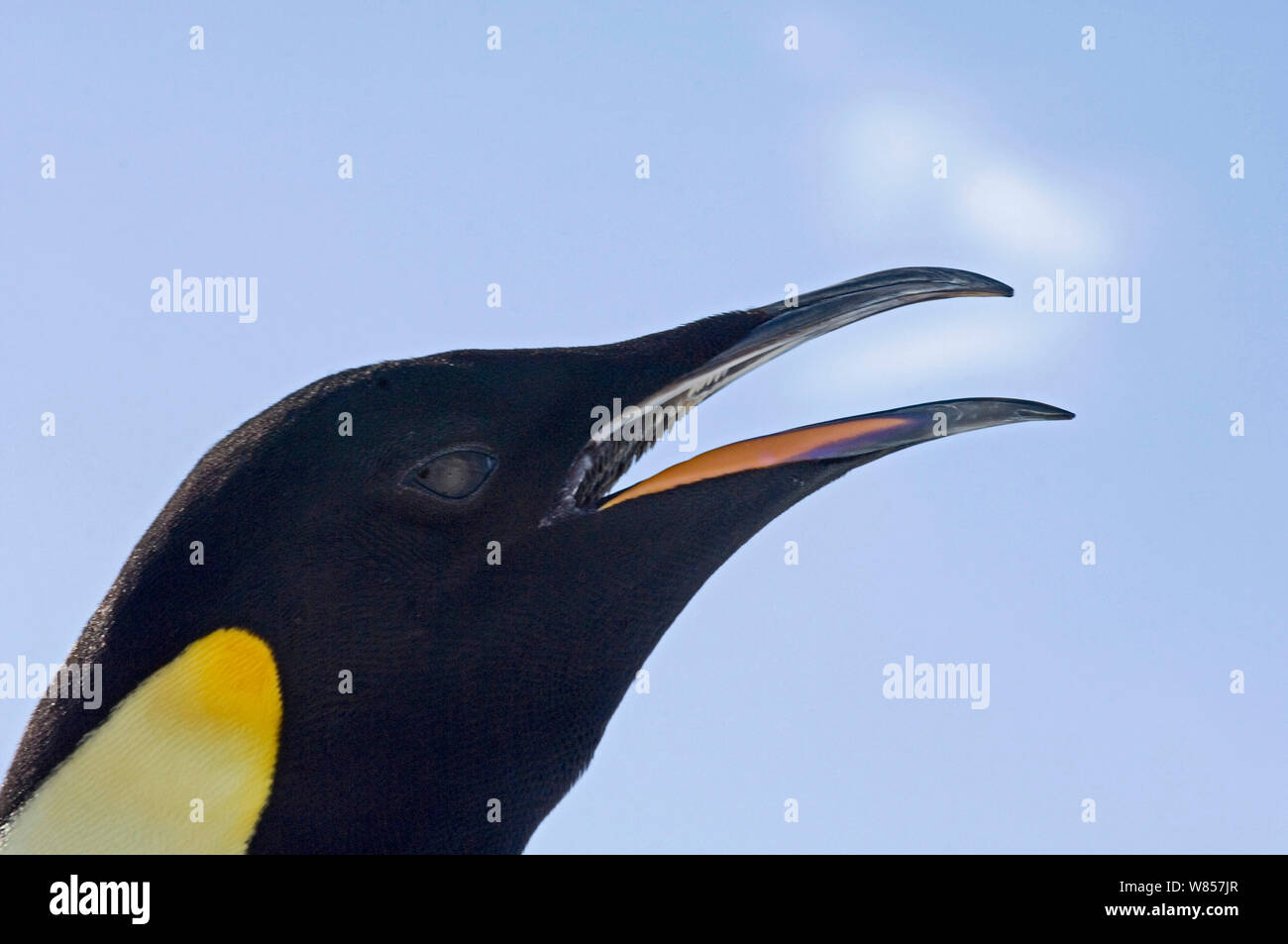 Emperor Penguin (Aptenodytes forsteri) calling Snow Hill Island, Antarctica, November Stock Photo