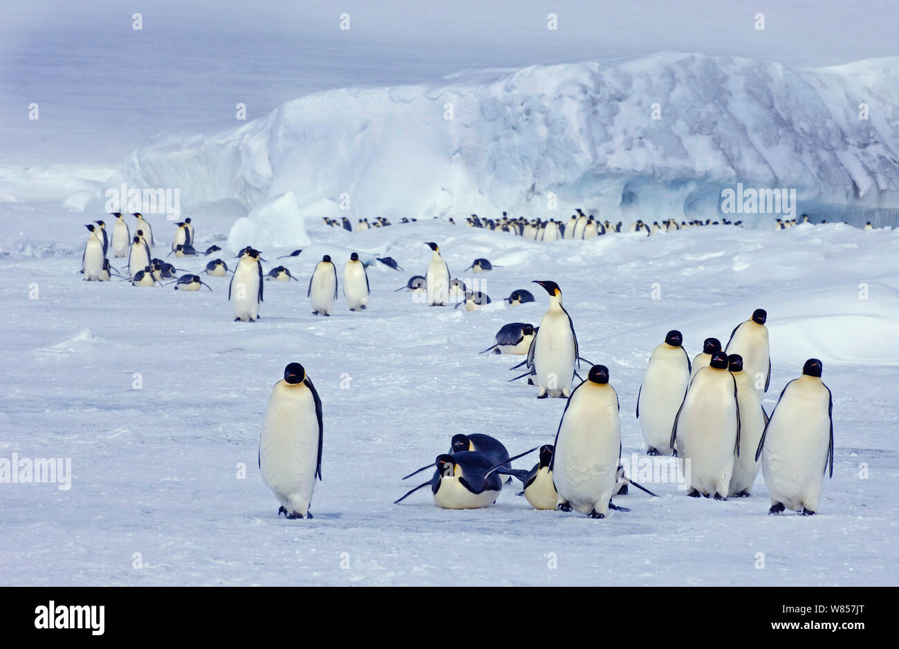 Emperor Penguins (Aptenodytes forsteri) on the march to the sea from their colony Snow Hill Island, Antarctica, November Stock Photo