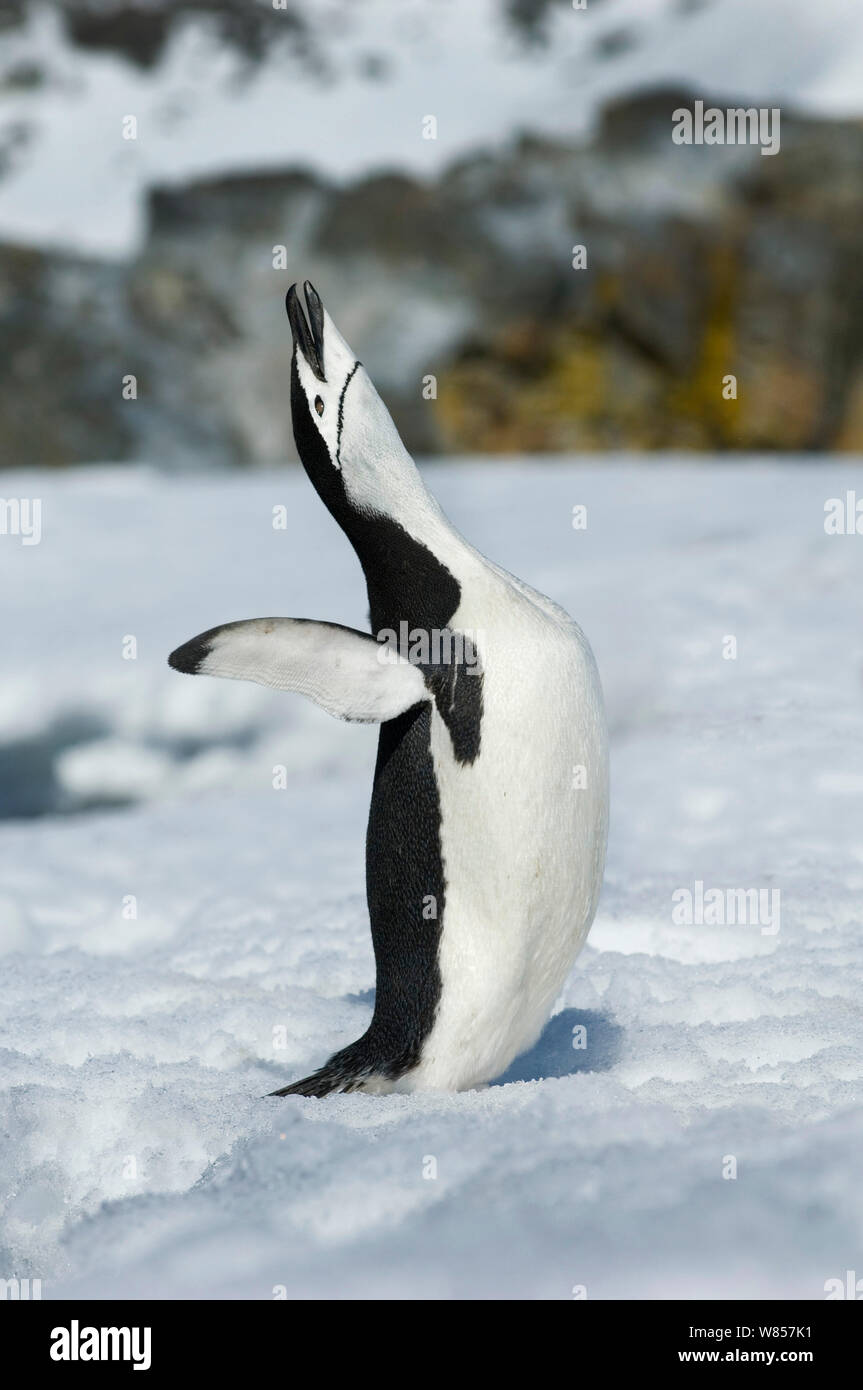 Chinstrap Penguin (Pygoscelis antarctica) calling in courtship display, Half Moon Island, Antarctica Stock Photo