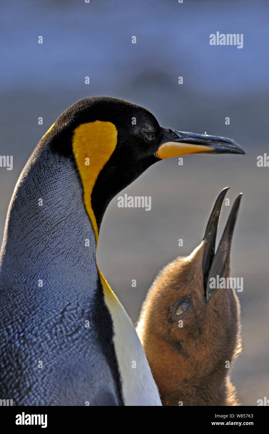 King Penguin (Aptenodytes patagonicus) chick begging for food at St Andrews Bay colony, South Georgia, November Stock Photo