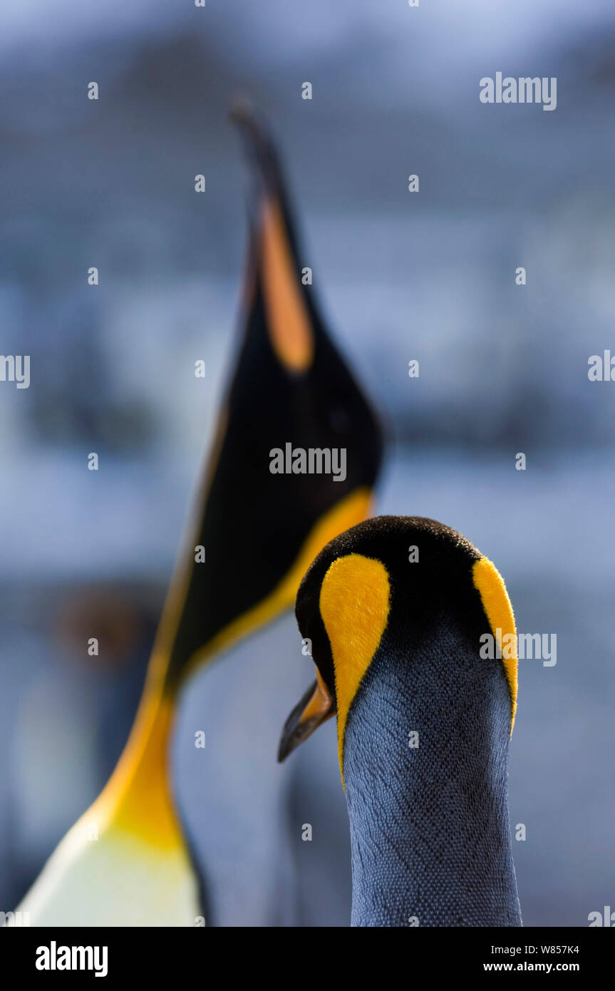 King Penguins (Aptenodytes patagonicus) pair in display, Fortuna Bay, South Georgia, November Stock Photo