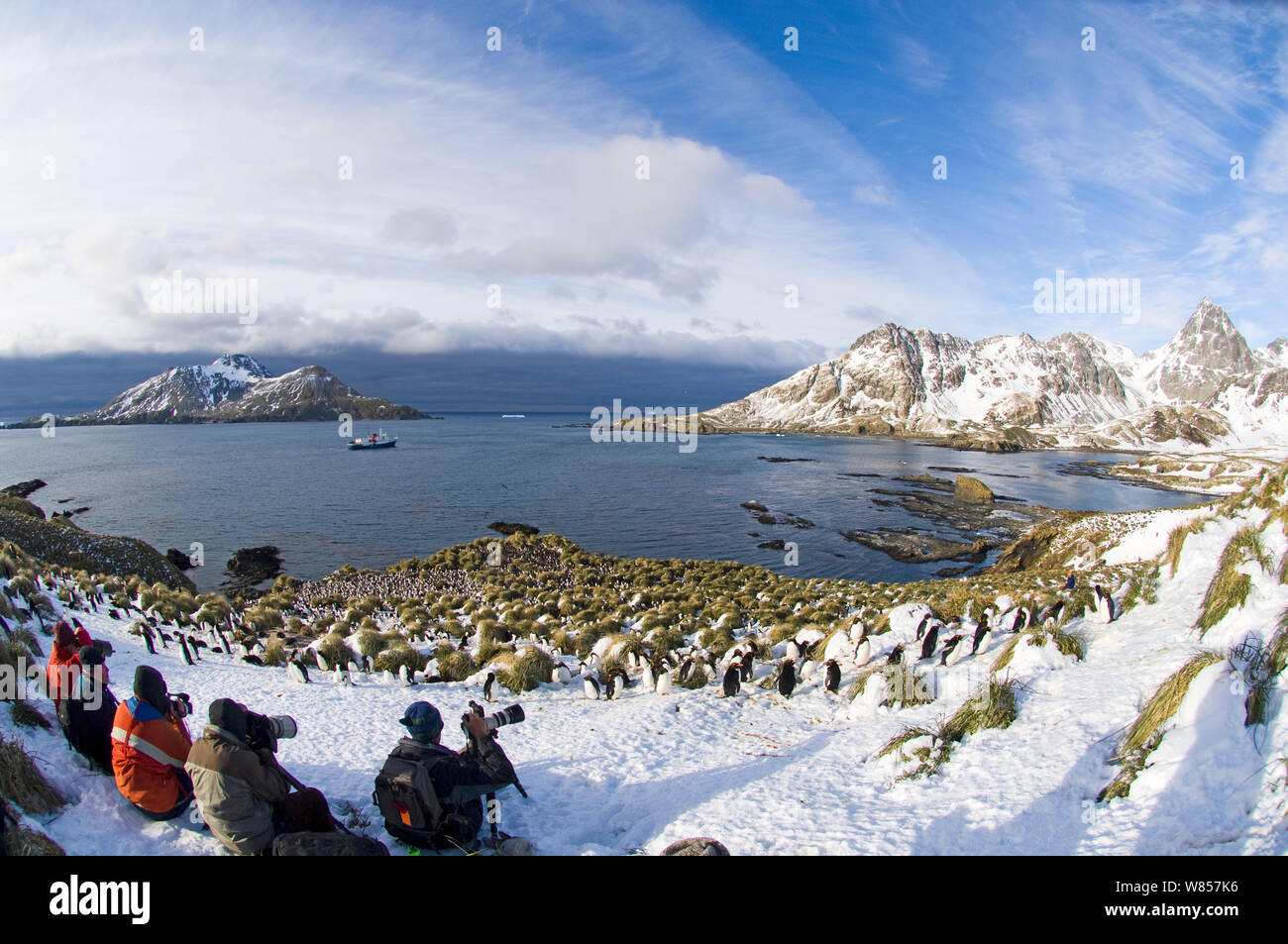 Tourists photographing Macaroni Penguins (Eudyptes chrysolophus) at colony in Cooper Bay, South Georgia, November 2006 Stock Photo