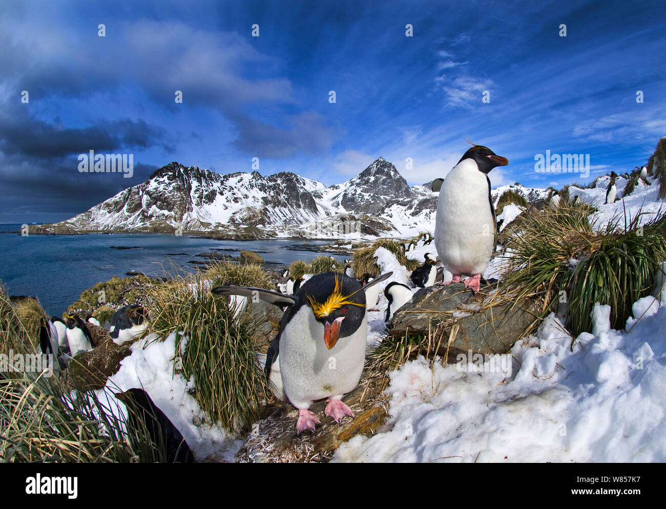 Macaroni Penguins (Eudyptes chrysolophus) in colony at Cooper Bay, South Georgia, November Stock Photo