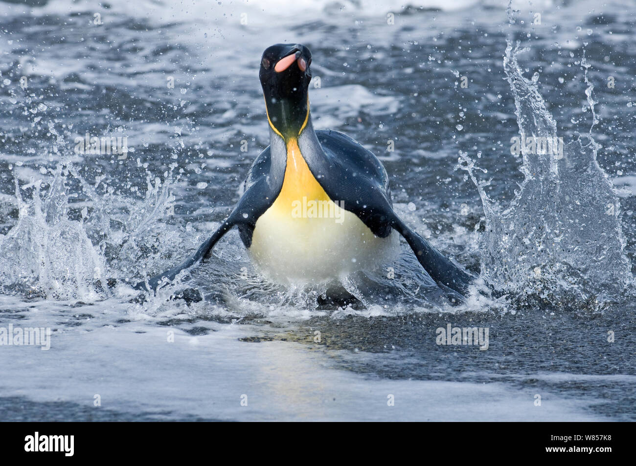 King Penguin (Aptenodytes patagonicus) coming ashore, St Andrews Bay, South Georgia, November Stock Photo