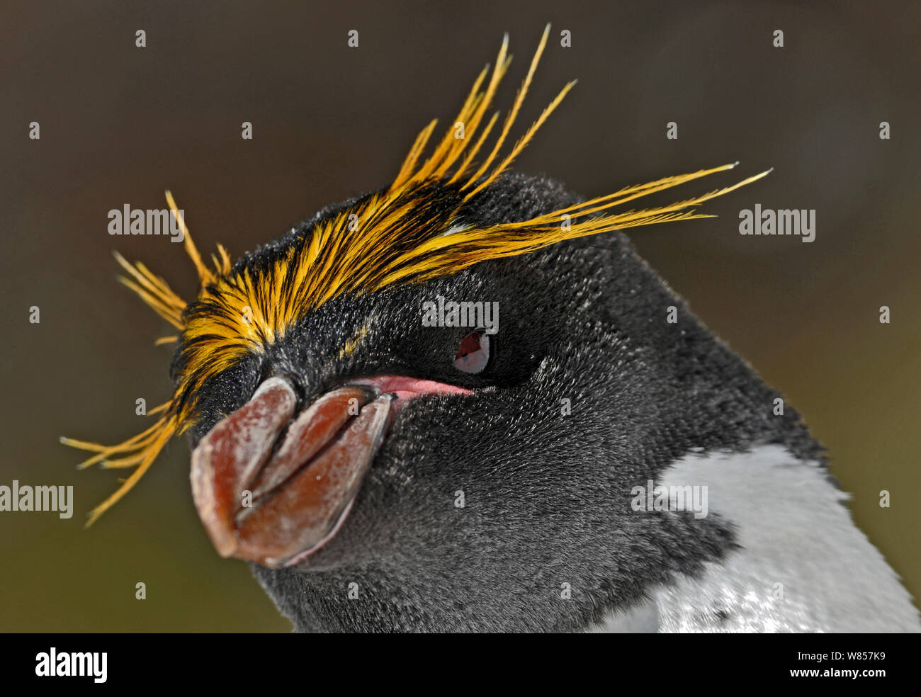 Macaroni Penguins (Eudyptes chrysolophus) portrait, Copper Bay, South Georgia, November Stock Photo