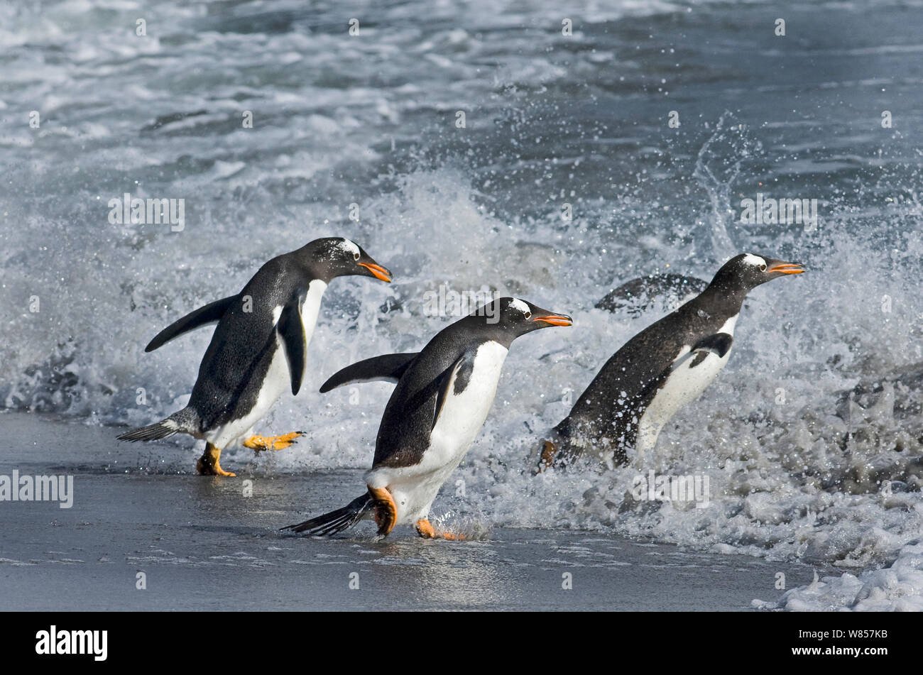 Gentoo Penguins (Pygoscelis papua) entering sea on Sea Lion Island Falklands Stock Photo
