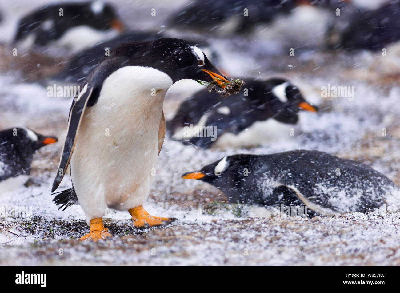 Gentoo Penguins (Pygoscelis papua) adult with nest material in snow, in colony on Sea Lion Island, Falklands, November Stock Photo