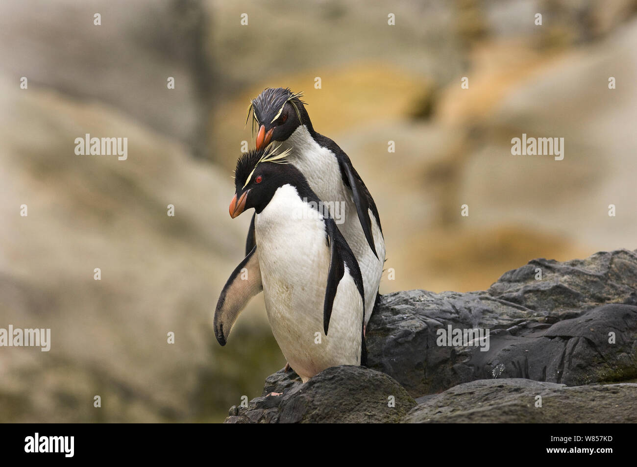 Rockhopper Penguins (Eudyptes chrysocome) preening as part of courtship, Falklands, November Stock Photo