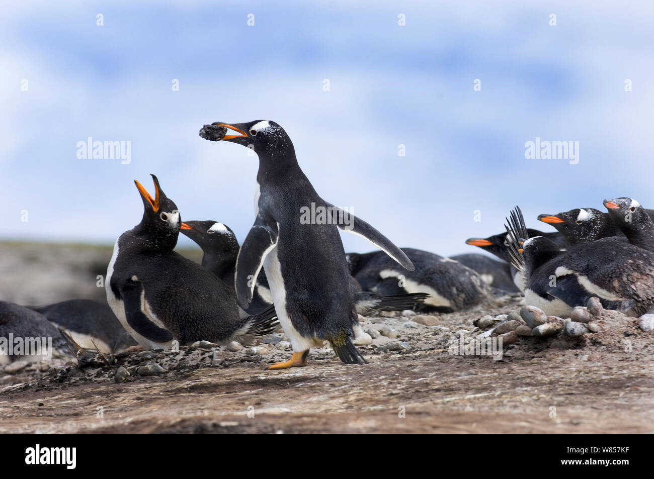 Gentoo Penguins (Pygoscelis papua) with stone for nest Sea Lion Island, Falklands, November Stock Photo
